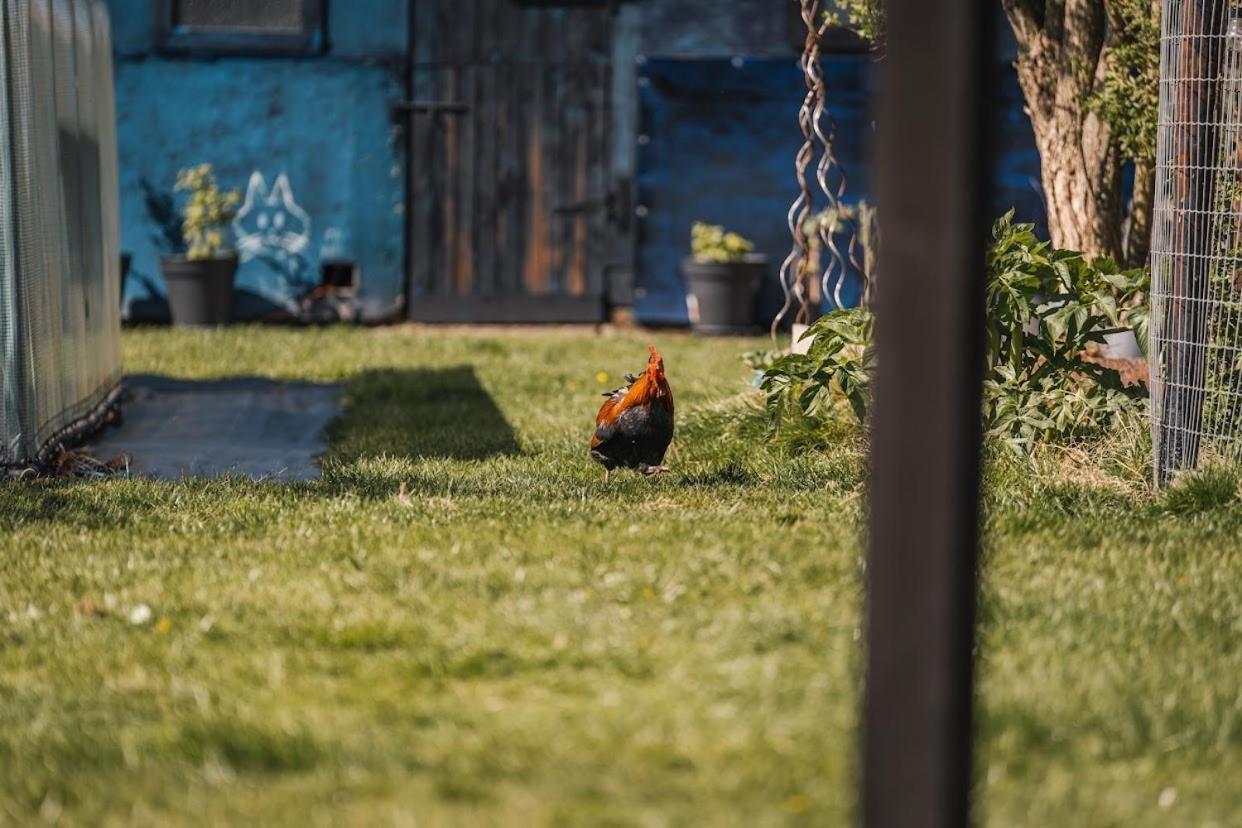 Camp Mangoeste Zedelgem Zewnętrze zdjęcie